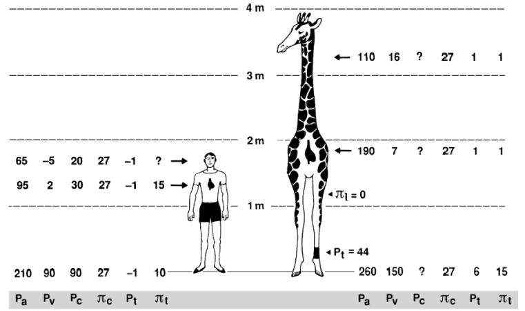 The incredible cardio-circulatory system of giraffes : a challenge to