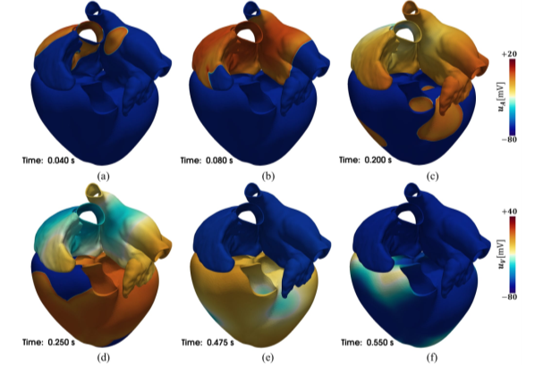 iHEART – ERC Advanced Grant on Modelling of the Cardiac Function