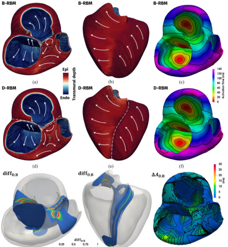 Modeling cardiac muscle fibers in ventricular and atrial
